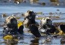 Photo of Sitka Sea Otters